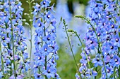 DELPHINIUM ELATUM ZAUBERFLOETE