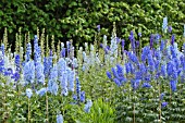 DELPHINIUM ELATUM