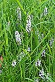 DACTYLORHIZA FUCHSII