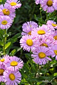 ERIGERON SPECIOSUS ROSA TRIUMPH