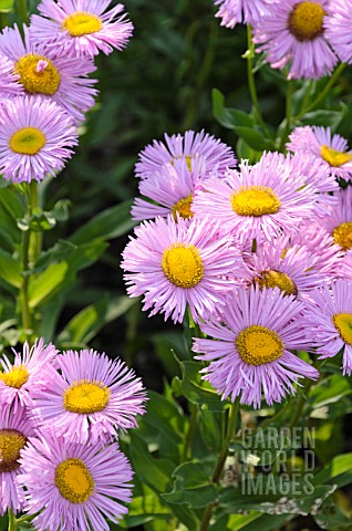 ERIGERON_SPECIOSUS_ROSA_TRIUMPH