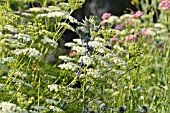 LIGUSTICUM LUCIDUM AND ERYNGIUM BOURGATII