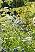 ERYNGIUM BOURGATII AND LIGUSTICUM LUCIDUM