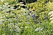 ERYNGIUM BOURGATII AND LIGUSTICUM LUCIDUM