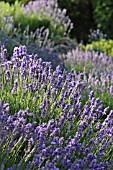 LAVANDULA ANGUSTIFOLIA