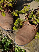 SHOES PLANTED WITH SUCCULENTS