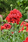 PAPAVER SOMNIFERUM