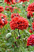 PAPAVER SOMNIFERUM