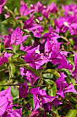 BOUGAINVILLEA GLABRA SANDERIANA