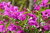 BOUGAINVILLEA GLABRA SANDERIANA