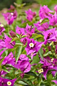 BOUGAINVILLEA GLABRA SANDERIANA