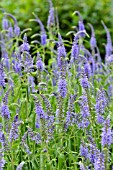 PSEUDOLYSIMACHION LONGIFOLIUM SYN. VERONICA LONGIFOLIA