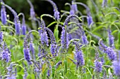 PSEUDOLYSIMACHION LONGIFOLIUM SYN. VERONICA LONGIFOLIA