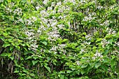 CATALPA BIGNONIOIDES