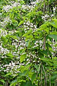 CATALPA BIGNONIOIDES