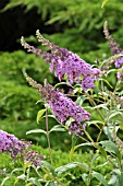 BUDDLEJA DAVIDII NANHO PURPLE