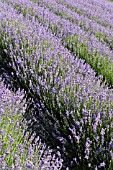 LAVANDULA ANGUSTIFOLIA