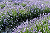 LAVANDULA ANGUSTIFOLIA