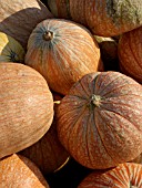 CUCURBITA MAXIMA PETITA, PUMPKIN