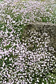 GYPSOPHILA REPENS ROSENSCHLEIER