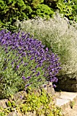 LAVANDULA ANGUSTIFOLIA HIDCOTE BLUE AND GYPSOPHILA PANICULATA SCHNEEFLOCKE