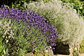 LAVANDULA ANGUSTIFOLIA HIDCOTE BLUE AND GYPSOPHILA PANICULATA SCHNEEFLOCKE