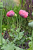 PAPAVER SOMNIFERUM