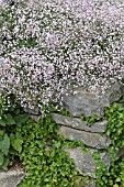 GYPSOPHILA PANICULATA