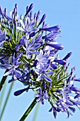 AGAPANTHUS AFRICANUS