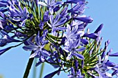 AGAPANTHUS AFRICANUS