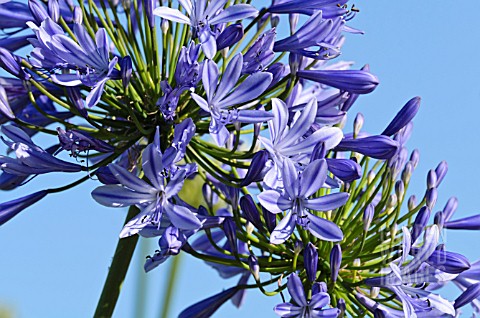 AGAPANTHUS_AFRICANUS