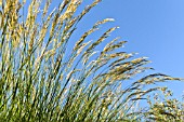 STIPA CALAMAGROSTIS SYN. ACHNATHERUM CALAMAGROSTIS