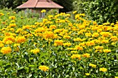 HELIOPSIS HELIANTHOIDES VAR. SCABRA SONNENSCHILD