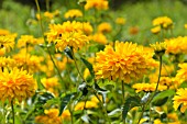 HELIOPSIS HELIANTHOIDES VAR. SCABRA SONNENSCHILD