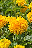 HELIOPSIS HELIANTHOIDES VAR. SCABRA SONNENSCHILD