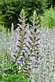 ACANTHUS HUNGARICUS AND STACHYS BYZANTINA