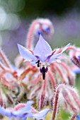 BORAGO OFFICINALIS