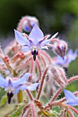 BORAGO OFFICINALIS