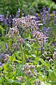 BORAGO OFFICINALIS