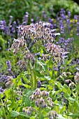 BORAGO OFFICINALIS