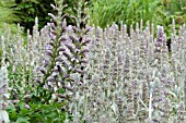 ACANTHUS HUNGARICUS AND STACHYS BYZANTINA