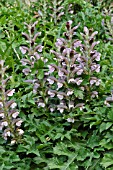 ACANTHUS HUNGARICUS