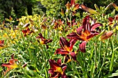 HEMEROCALLIS ARRIBA
