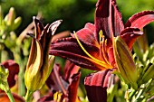 HEMEROCALLIS ARRIBA