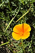 ESCHSCHOLZIA CALIFORNICA