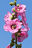 ALCEA ROSEA AND BOMBUS