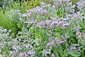 BORAGO OFFICINALIS