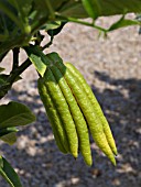 CITRUS MEDICA VAR. SARCODACTYLIS, BUDDHAS HAND