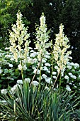 YUCCA FILAMENTOSA SCHELLENBAUM AND HYDRANGEA ARBORESCENS GRANDIFLORA