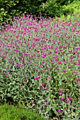 LYCHNIS CORONARIA SYN. SILENE CORONARIA